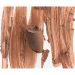 Tužka na rty Jemný broskvově-béžový Rhode Peptide Lip Shape Bend